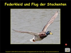 Flug-Federkleid-Stockenten.pdf